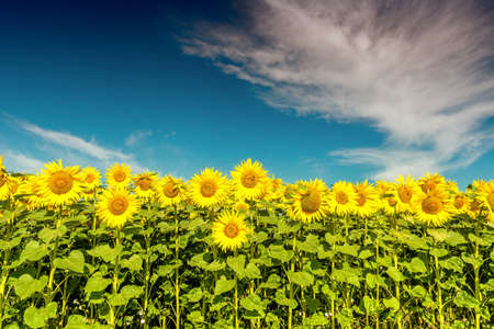 Beautiful sunflowers on the field in sunny dayの写真素材