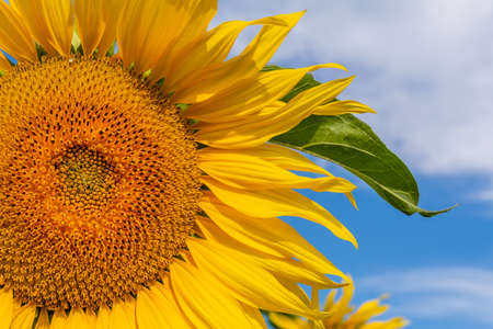 Beautiful sunflowers on the field in sunny dayの写真素材
