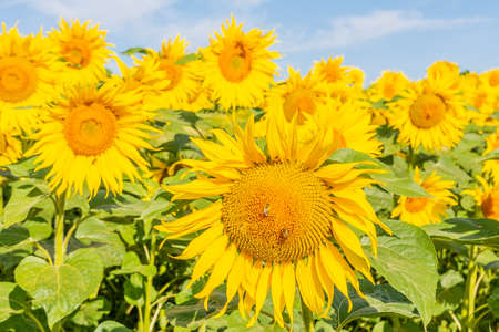 Beautiful sunflowers on the field in sunny dayの写真素材