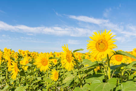 Beautiful sunflowers on the field in sunny dayの写真素材