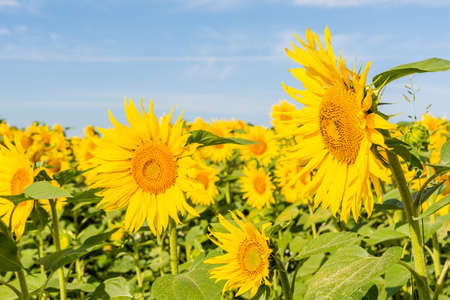 Beautiful sunflowers on the field in sunny dayの写真素材