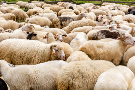 Sheep in the farm in Jaworki near Szczawnica (Poland)の写真素材