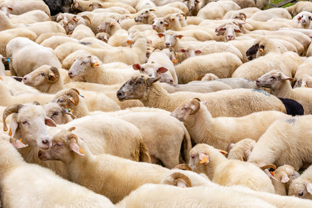 Sheep in the farm in Jaworki near Szczawnica (Poland)の写真素材