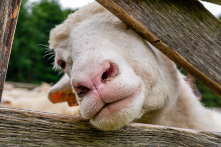 Sheep in the farm in Jaworki near Szczawnica (Poland)の写真素材
