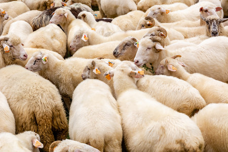 Sheep in the farm in Jaworki near Szczawnica (Poland)