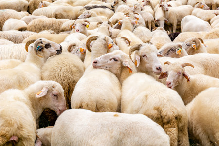 Sheep in the farm in Jaworki near Szczawnica (Poland)の写真素材