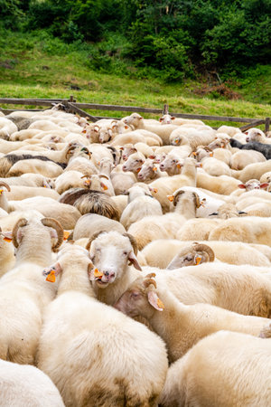 Sheep in the farm in Jaworki near Szczawnica (Poland)の写真素材