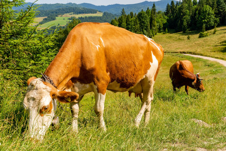 Cow on the meadow in Jaworki near Szczawnica (Poland).の写真素材