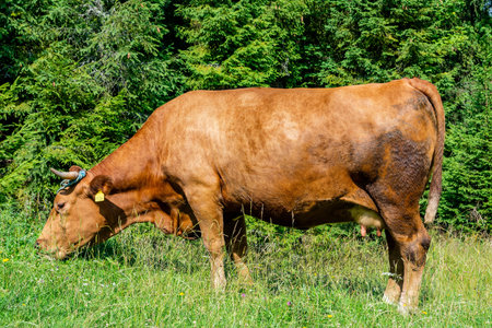 Cow on the meadow in Jaworki near Szczawnica (Poland).の写真素材
