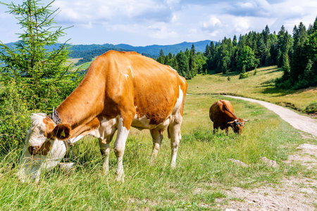 Cow on the meadow in Jaworki near Szczawnica (Poland).の写真素材