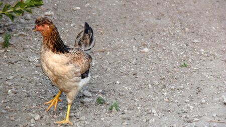 HEN - gallinaの写真素材