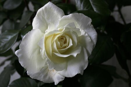 white roseの写真素材