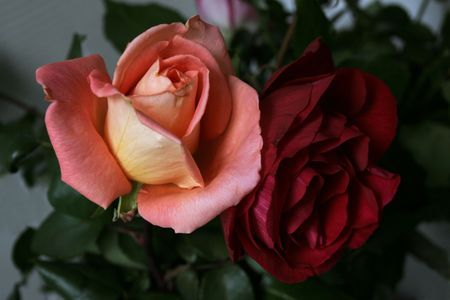 rosesの写真素材