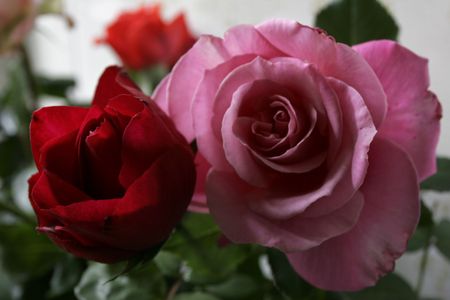 rosesの写真素材