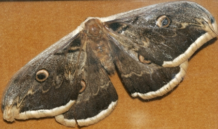 saturnia pyriの写真素材