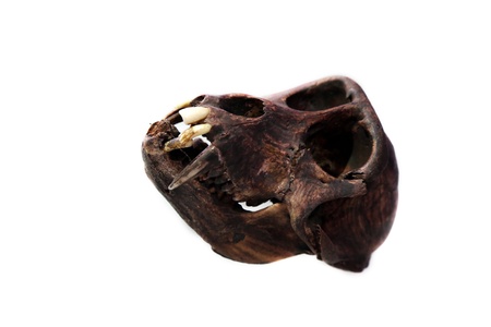 monkey skullの写真素材