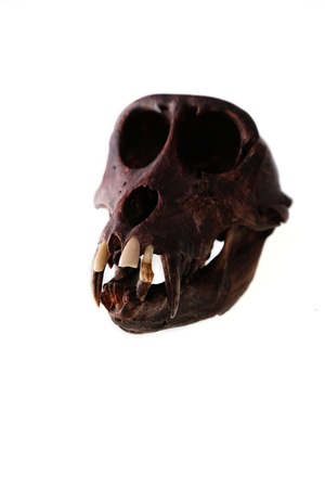 monkey skullの写真素材