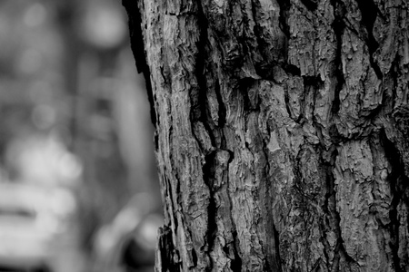 cortecciaの写真素材