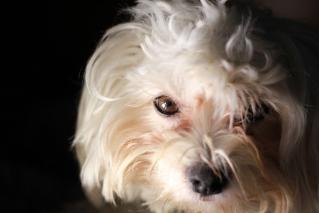 White Maltese puppy dog on black backgroundの写真素材