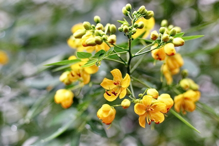 Yellow flowerの写真素材