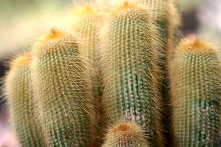 Cactusの写真素材