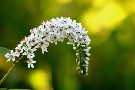 Wildflower