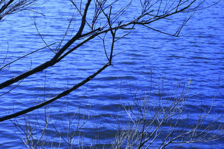 Branch in a clear blue water の写真素材