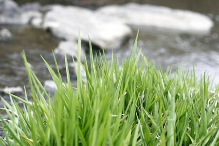 Grass growing in the water by a river bankの写真素材