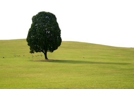 Solitary tree with birds in Spring Landscapeの写真素材