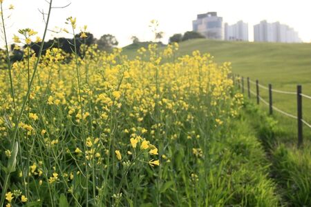 Spring Landscape with yellow flowers and fenceの写真素材