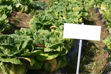 Blank placard in field of cabbage crop
