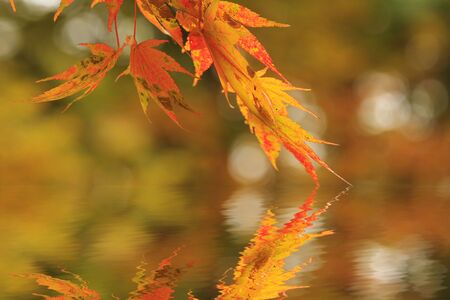 red japanese maple in october autumn month with reflection