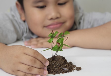 Little boy and young plant of a treeの写真素材