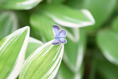 beauty butterfly on leaf with  small DOF の写真素材