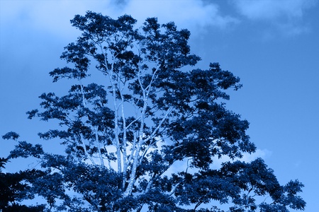 abstract lone huge tree on blue tint. Note intentional blue tint color.の写真素材