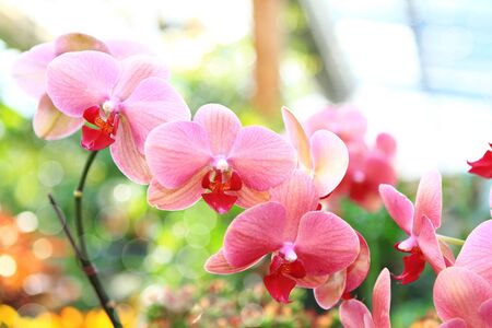 pink orchid (phalaenopsis) inside a greenhouse with bokehの写真素材
