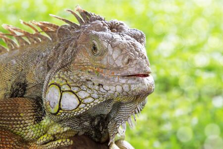 Close up profile of green iguana head.の写真素材