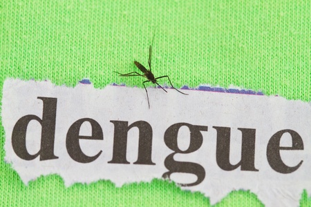 close up on a mosquito  with dengue cutout backgroundの写真素材
