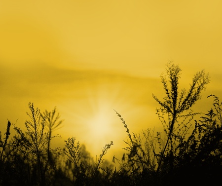 Silhouette of plants at sunset along Skypark in Koreaの写真素材