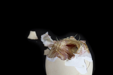 an unborn chicken abstract in black background