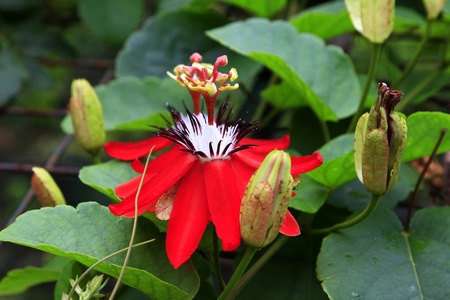 Red Granadilla, Scarlet or Red Passion Flower  Passiflora miniata  on a vineの写真素材