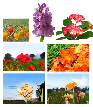 Collage of tropical flowers endemic in the Philippines の写真素材
