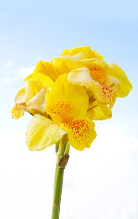 Beautiful yellow freesia in a sky background の写真素材