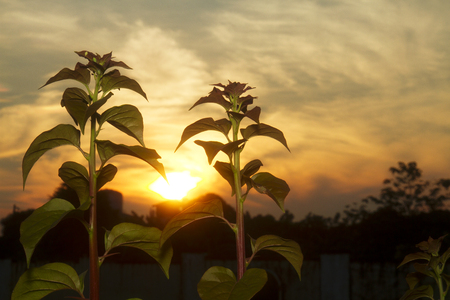Sunrise over a plants- sky background warmth yellow and orange colors.の写真素材