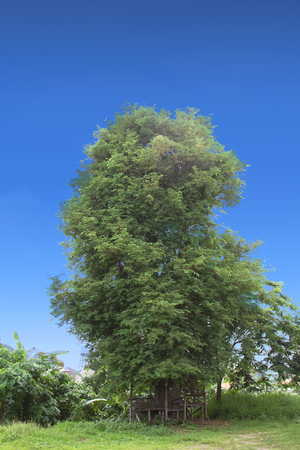 Lone tree with tree house in the bottom trunk and with blue sky background.の写真素材