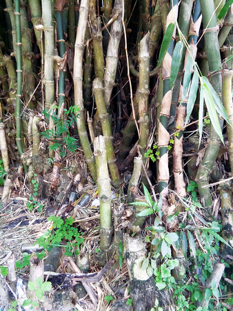 Green bamboo trees, brown and green trunks of bamboo forest.の写真素材