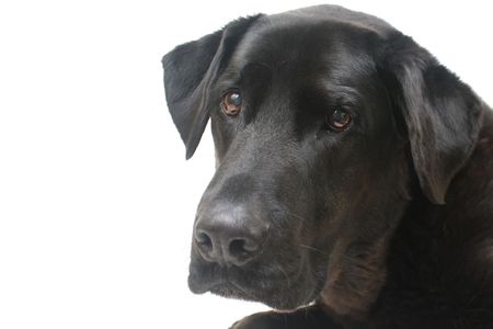 Black Labrador Retriever Looking Sadの写真素材
