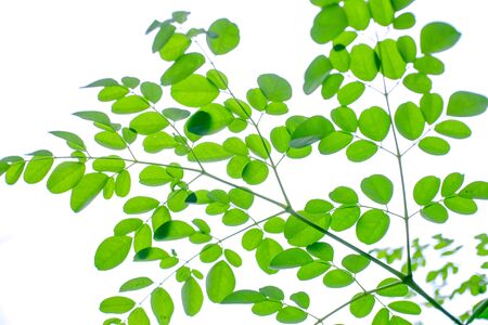 selective focus imae of Moringa leaves isolate on white backgroundの写真素材