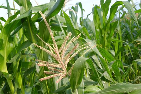 corn field in agricultural garden on blue sky backgroundの写真素材