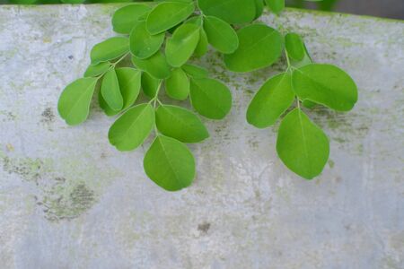 selective focus imae of Moringa leaves isolate on white backgroundの写真素材